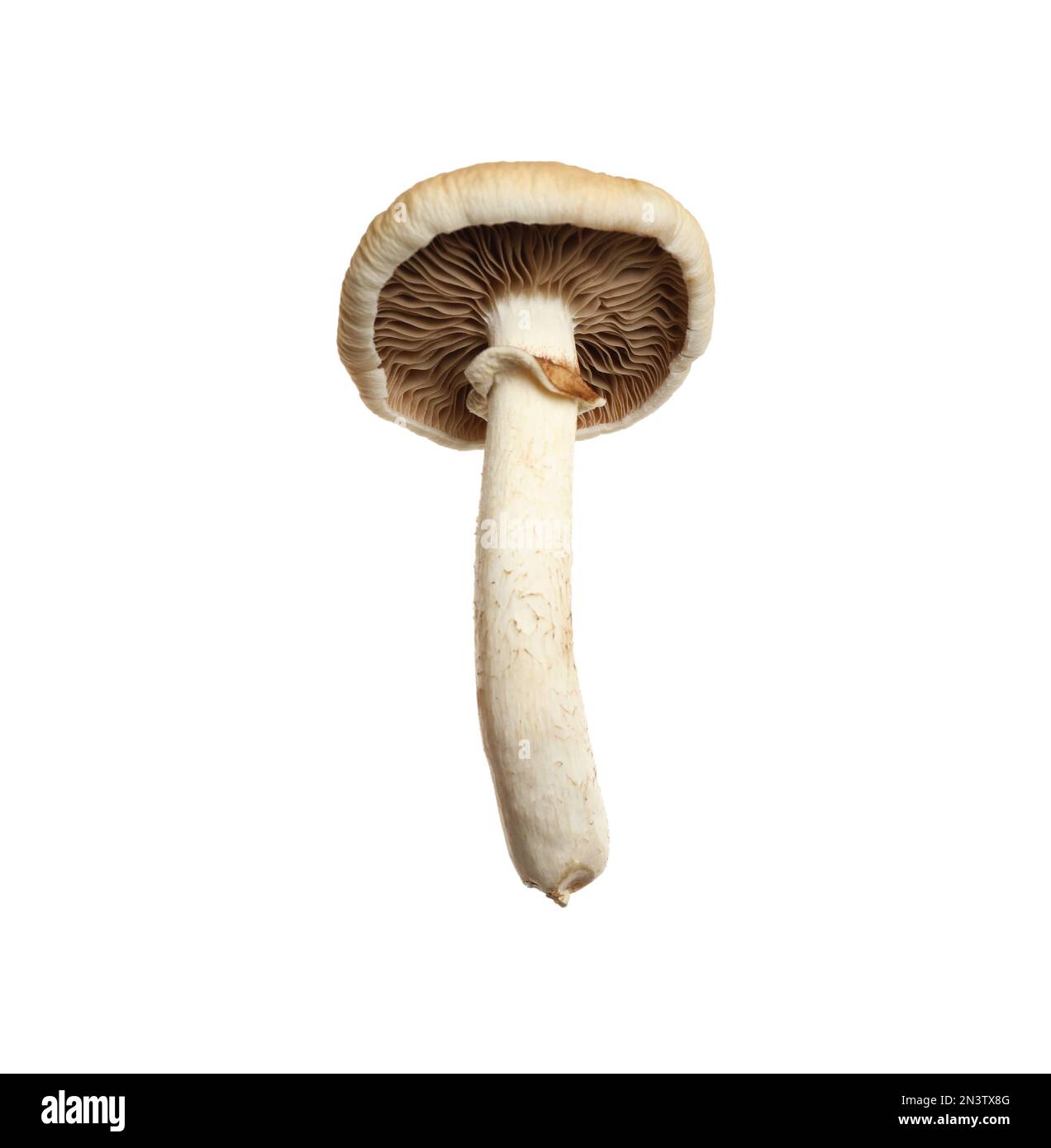 Champignons pioppini sauvages frais isolés sur blanc Banque D'Images