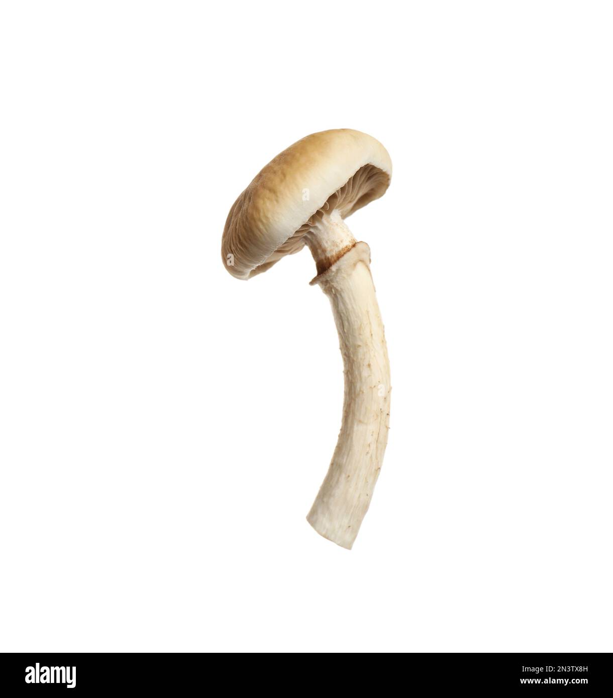 Champignons pioppini sauvages frais isolés sur blanc Banque D'Images