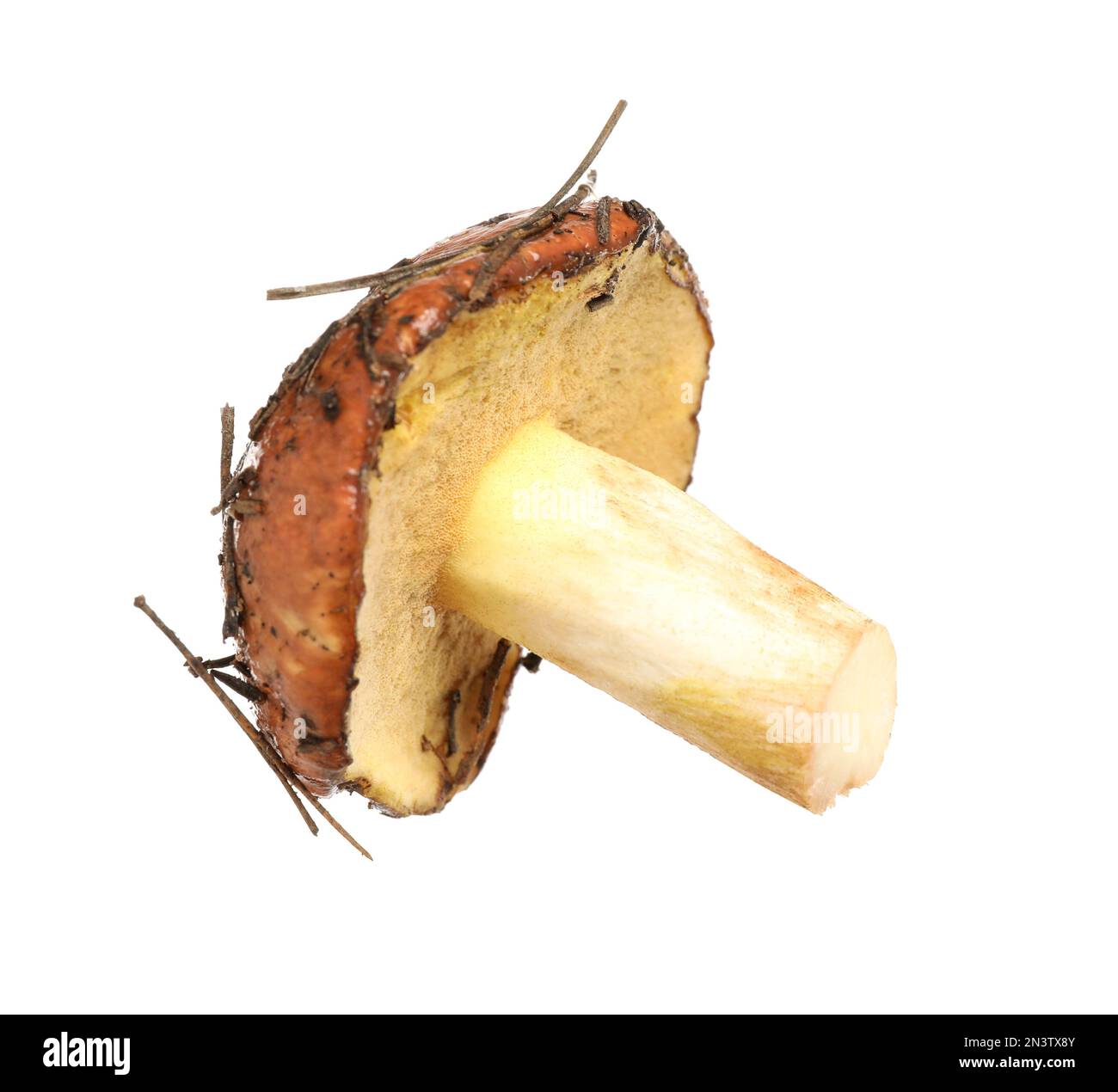 Champignon de jack frais et glissant isolé sur blanc Banque D'Images