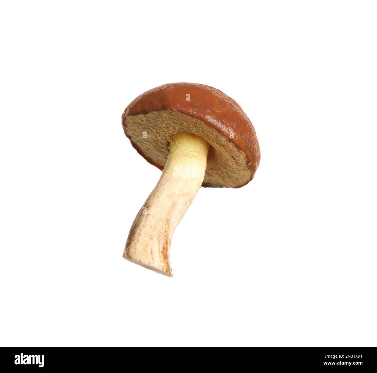 Champignon de jack frais et glissant isolé sur blanc Banque D'Images