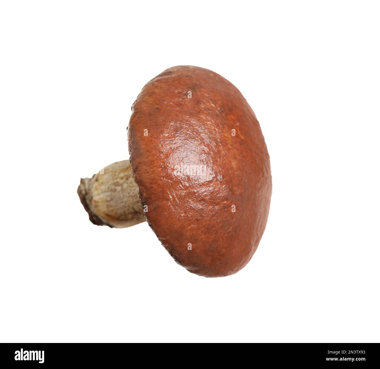 Champignon de jack frais et glissant isolé sur blanc Banque D'Images