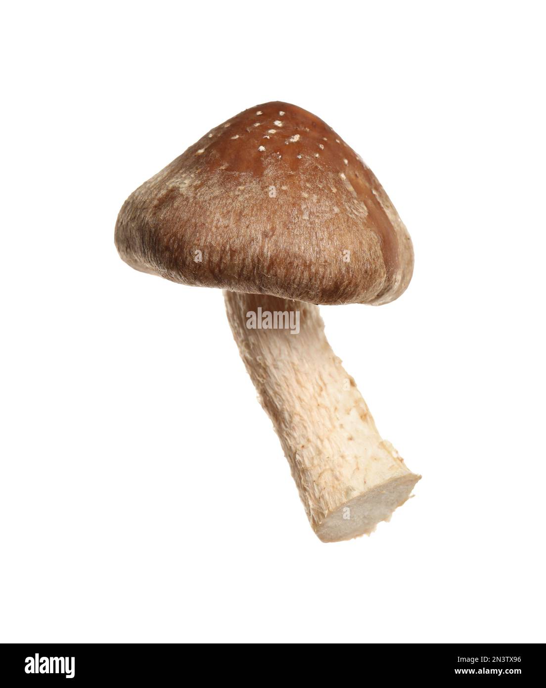 Champignons shiitake frais sauvages isolés sur blanc Banque D'Images