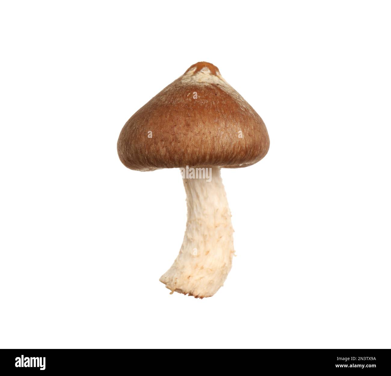 Champignons shiitake frais sauvages isolés sur blanc Banque D'Images