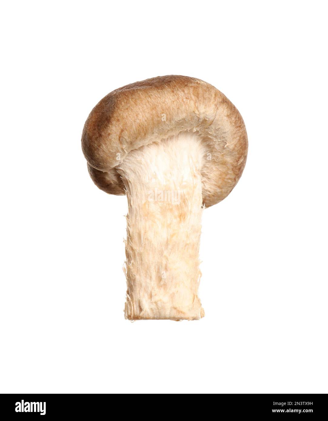 Champignons shiitake frais sauvages isolés sur blanc Banque D'Images