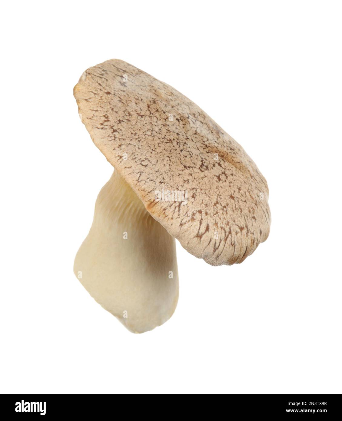 Champignon de trompette de roi frais isolé sur blanc Banque D'Images