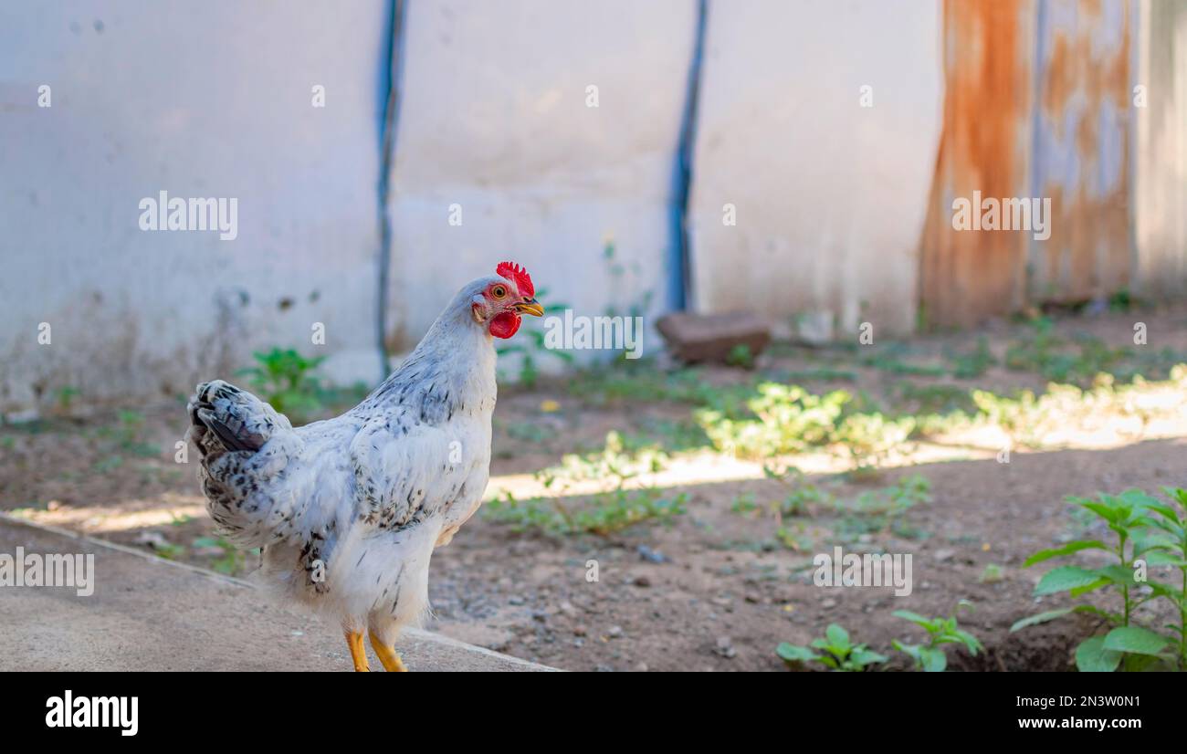 Gros plan d'un poulet à la crème, gros plan d'un poulet dans la cour, d'un poulet d'élevage dans la cour, d'un poulet de ferme Banque D'Images