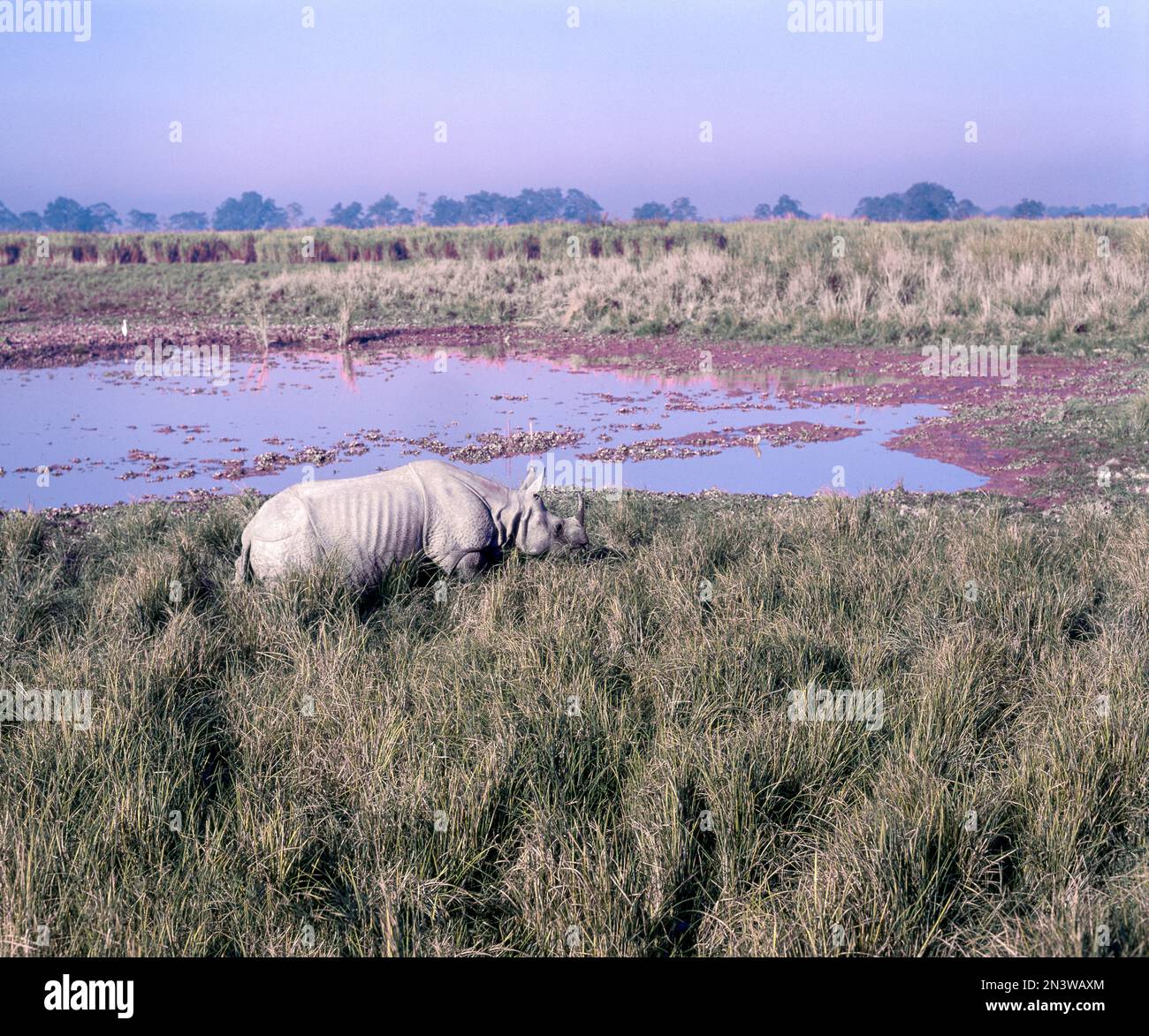Grand Indien Rhinoceros (Rhinoceros unicornis) dans le parc national de Kazirznga, Assam, Inde, Asie Banque D'Images