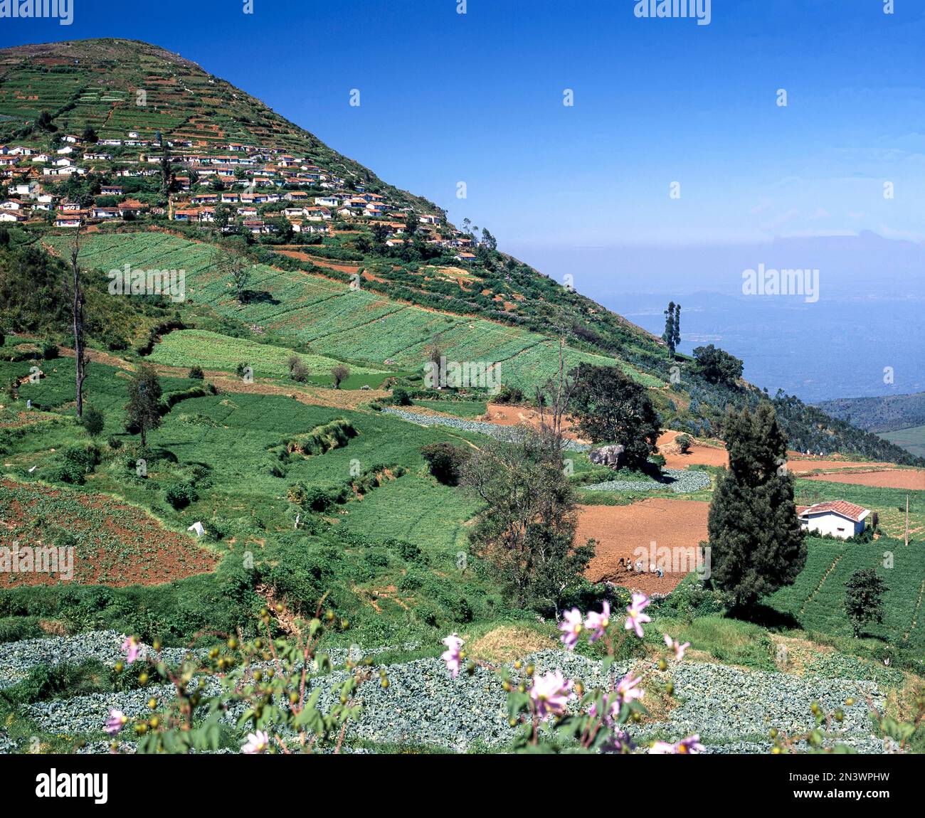 Vue sur le paysage de Kallatti près d'Ooty ou d'Udhagamandalam, Nilgiris, Tamil Nadu, Inde, Asie Banque D'Images