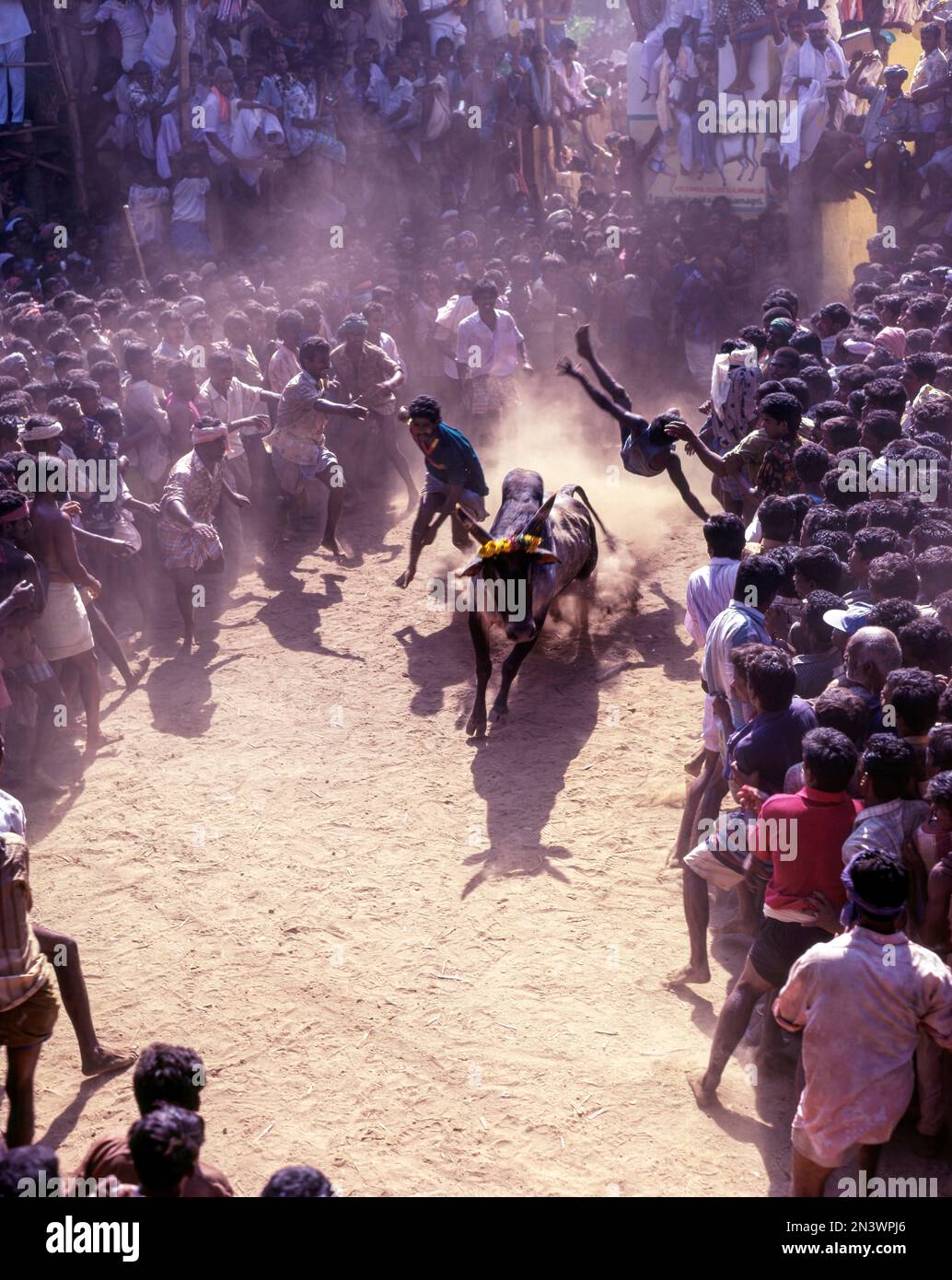 Le taming de taureaux de Jallikattu fait partie du festival de la récolte de taureaux de Pongal à Madurai, Tamil Nadu, Inde, Asie Banque D'Images