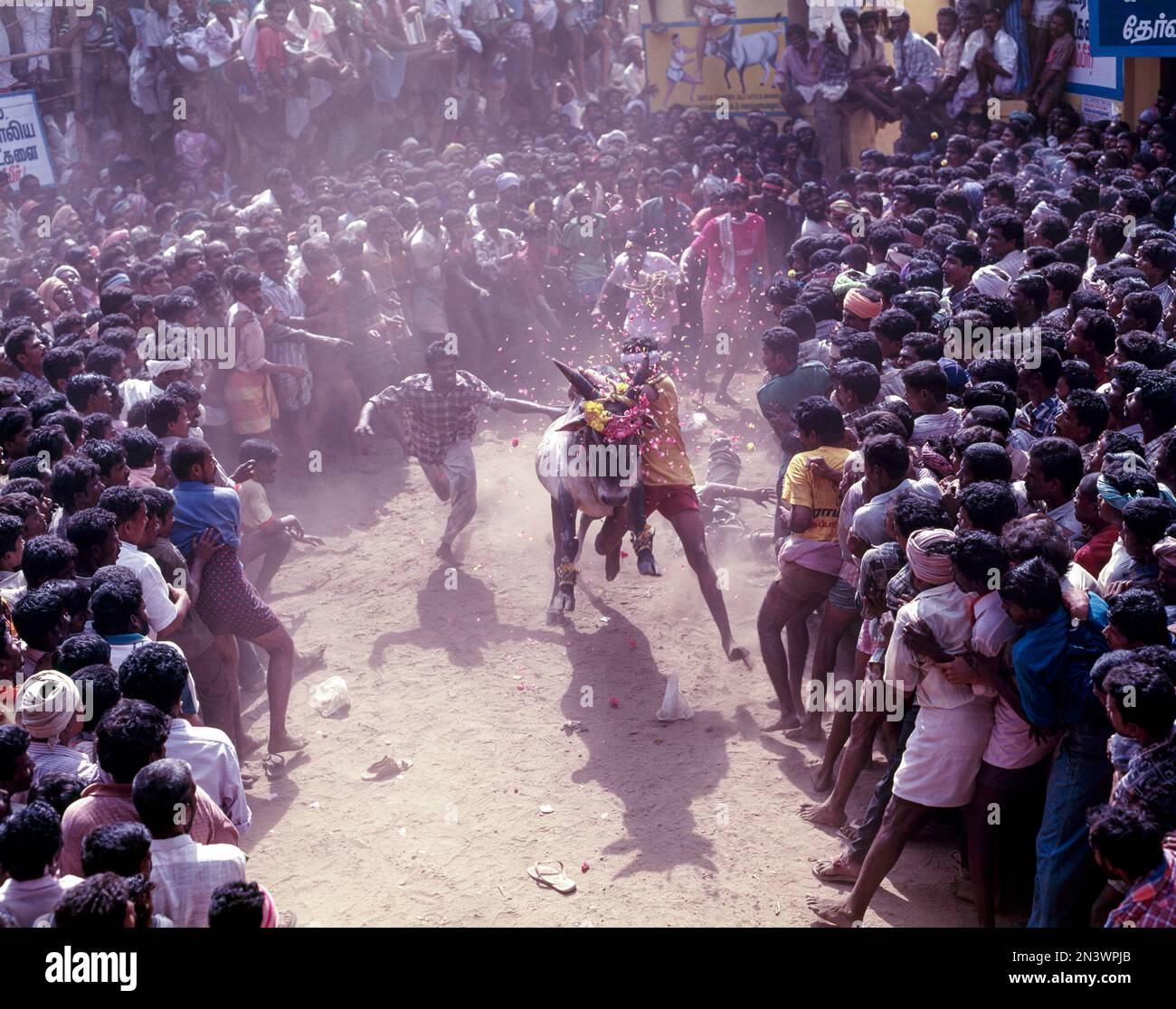 Le taming de taureaux de Jallikattu fait partie du festival de la récolte de taureaux de Pongal à Madurai, Tamil Nadu, Inde, Asie Banque D'Images