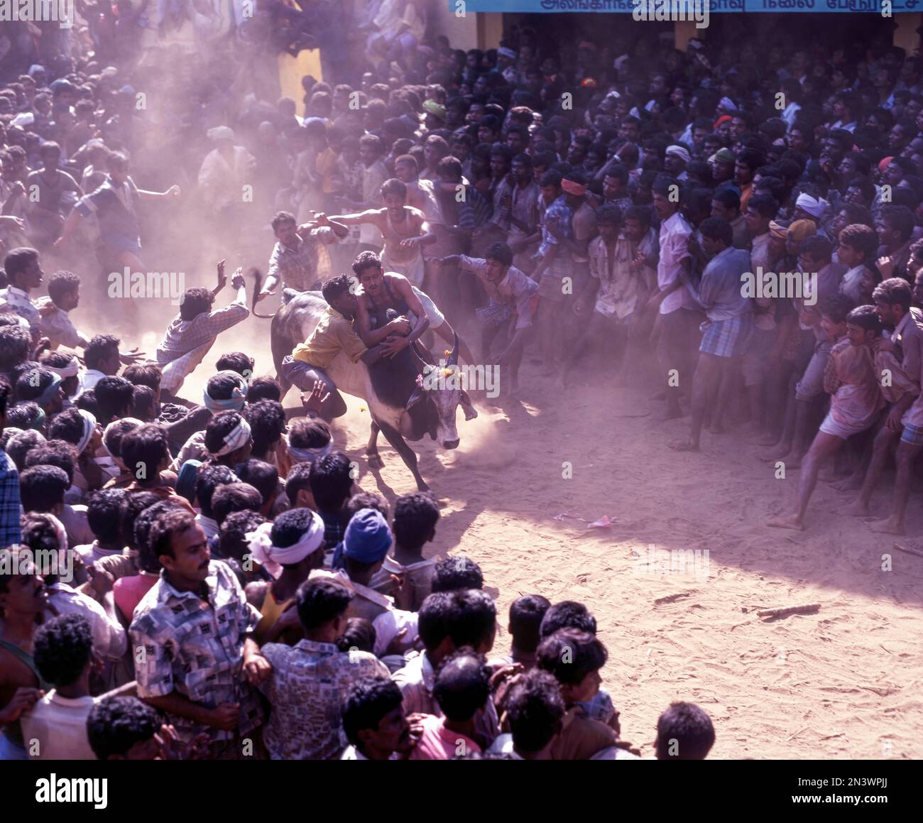 Le taing de taureaux de Jallikattu fait partie du festival de la récolte de tatamis de pongal. les jeunes hommes chassent le taureau et essaient de s'arracher le tissu/l'argent qu'il tiet à Banque D'Images