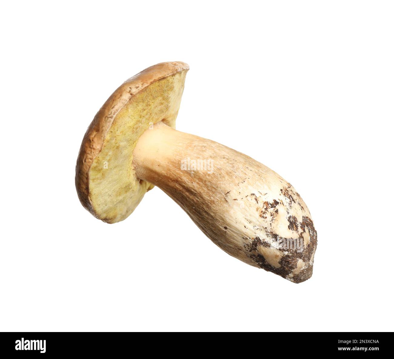 Champignon de jack frais et glissant isolé sur blanc Banque D'Images