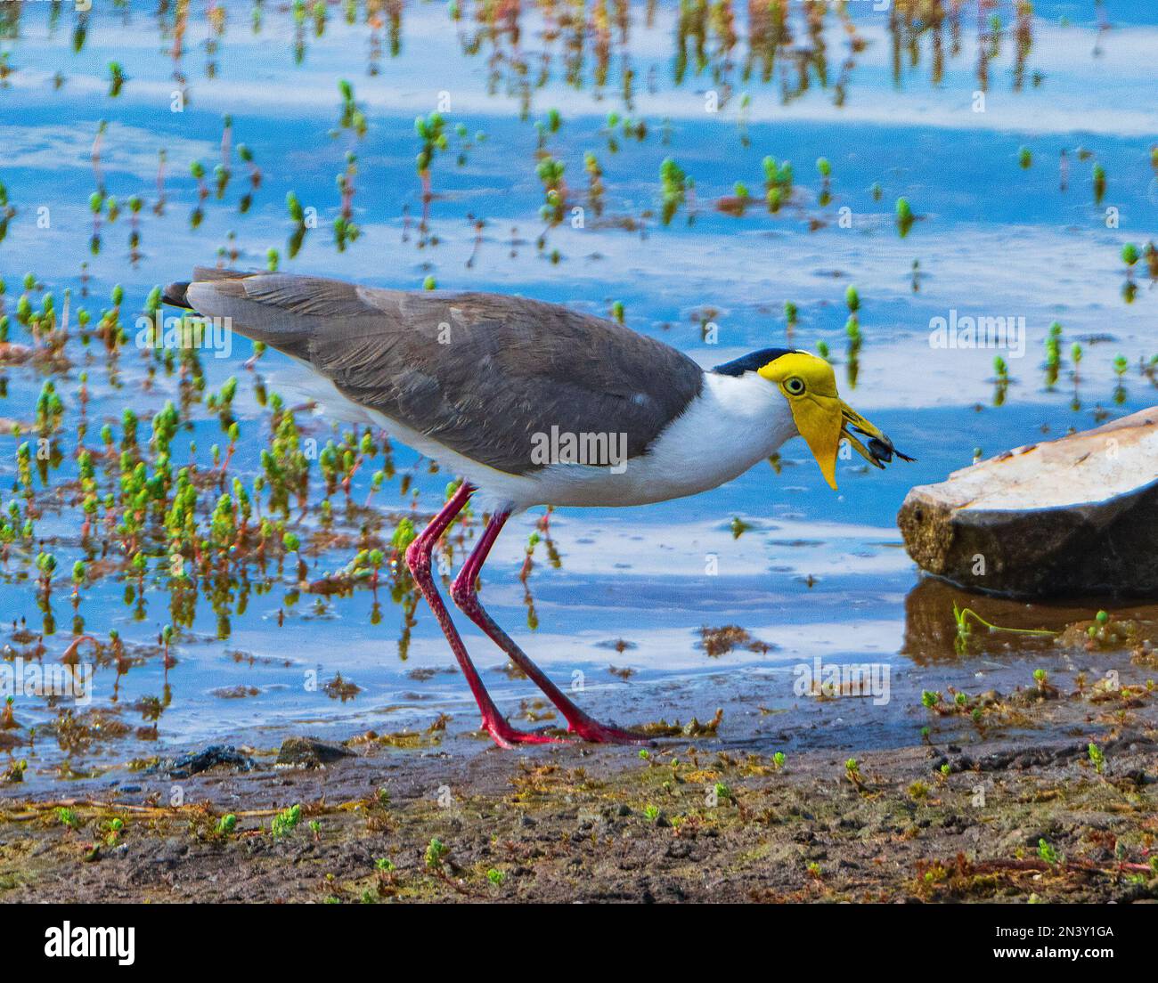 Lapwing masqué (Vanellus Miles) se nourrissant au bord de l'eau, barrage de Corella, Queensland, Queensland, Queensland, Australie Banque D'Images