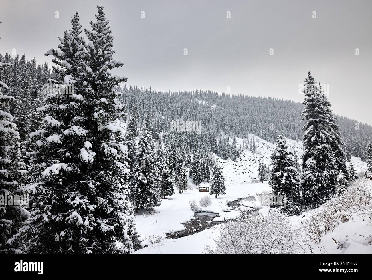 Magnifique paysage de la forêt d'épinettes avec neige et petite rivière dans la vallée de montagne au brouillard à Tien Shan, Kazakhstan. Banque D'Images