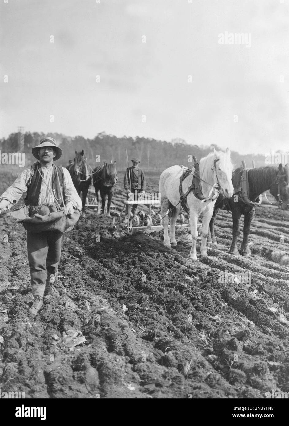 L'agriculture en 1920s. Une scène d'un champ où deux chevaux sont vus tirant une herse. Un homme en pleine figure est de jeter des graines, c'est le printemps semis. Suède 1929 Banque D'Images