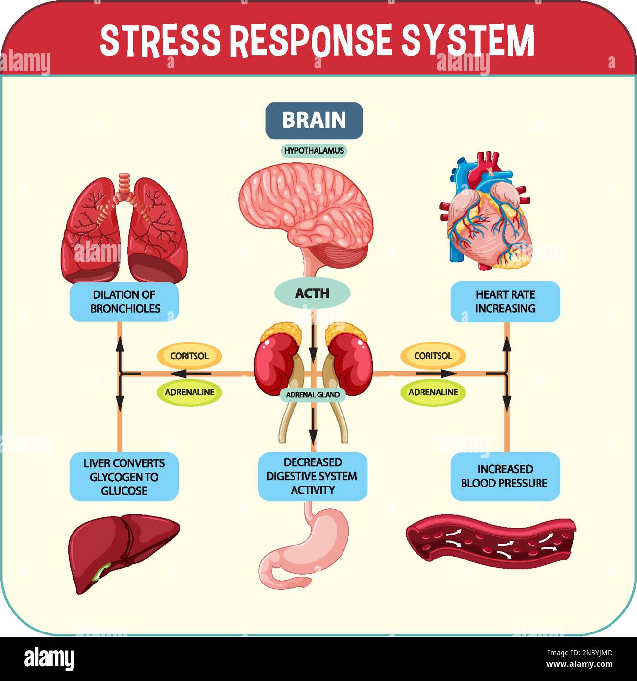 Illustration du schéma du système de réponse aux contraintes Illustration de Vecteur