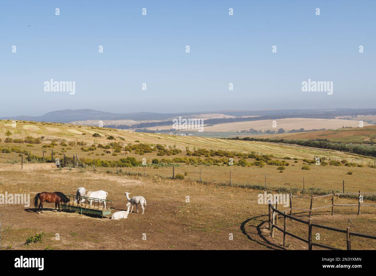 Vue panoramique sur les lamas et les chevaux qui paissent sur une montagne herbeuse et le ciel bleu clair par beau temps Banque D'Images
