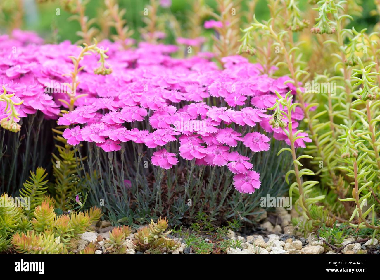 Dianthus Whatfield Magenta, rose Whatfield Magenta, vivace, fleurs magenta, feuillage bleu/vert Banque D'Images