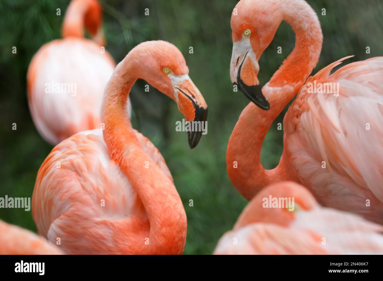 Les flamants roses ou flamants roses sont un type d'oiseau de passage à gué dans la famille des Phénicoptéridae, qui est la seule famille existante dans l'ordre des Phénicoptériformes. Banque D'Images