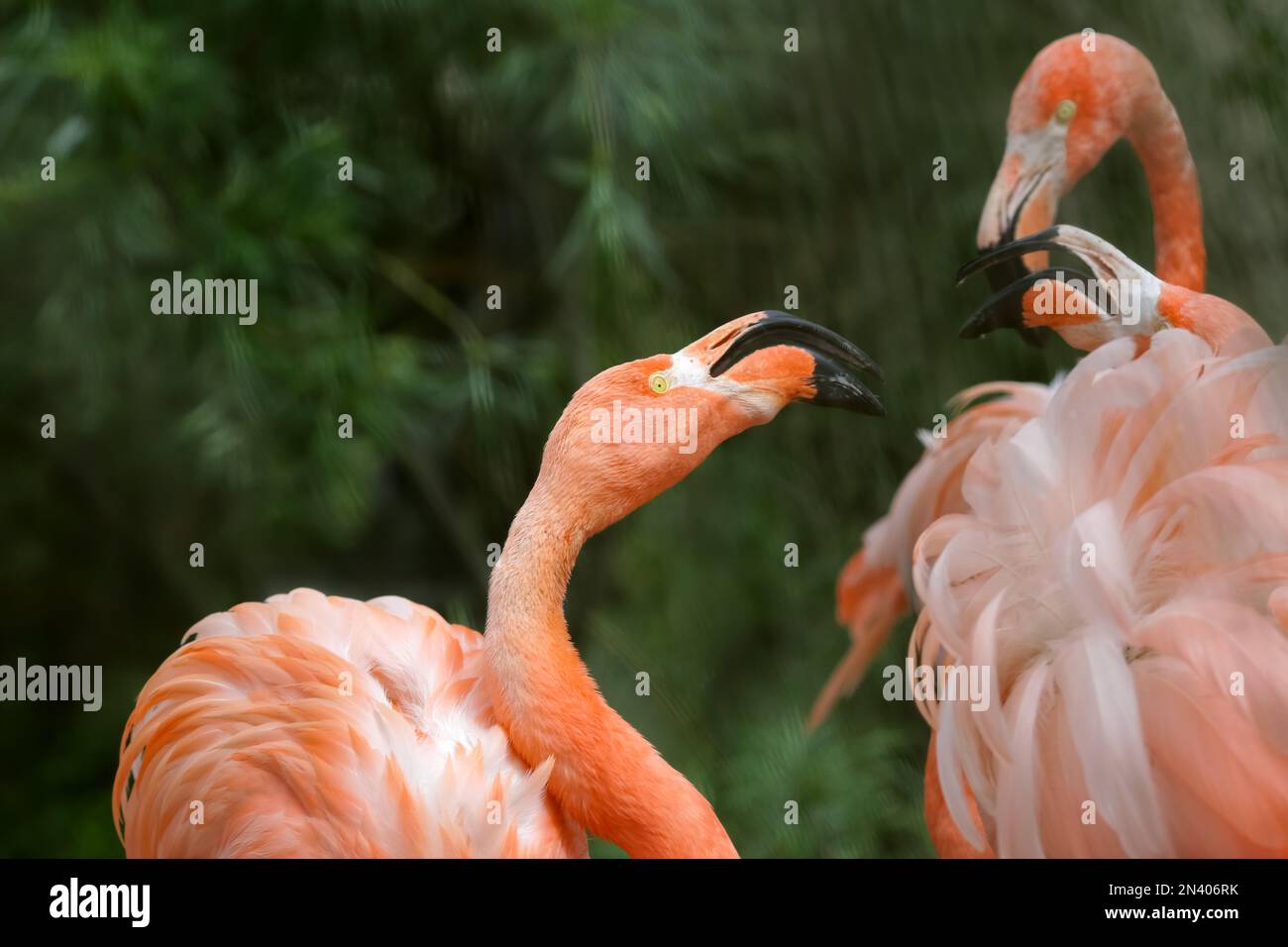 Les flamants roses ou flamants roses sont un type d'oiseau de passage à gué dans la famille des Phénicoptéridae, qui est la seule famille existante dans l'ordre des Phénicoptériformes. Banque D'Images