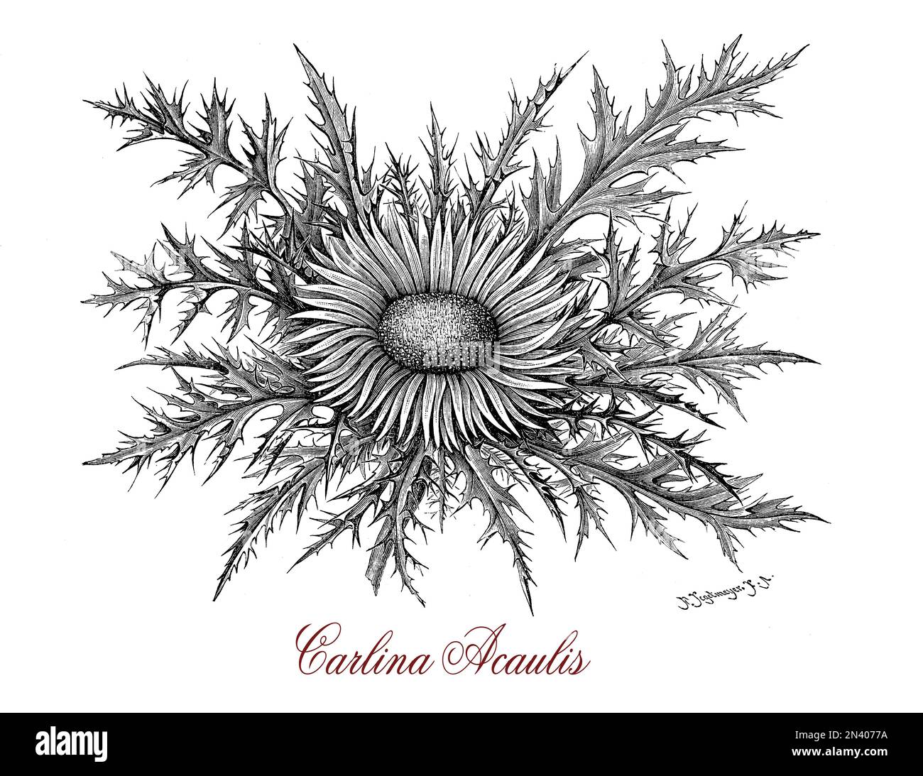 Gravure botanique vintage de Carlina acaulis, la floraison des plantes comestibles de la région alpine, utilisé pour les huiles essentielles en phytothérapie Banque D'Images