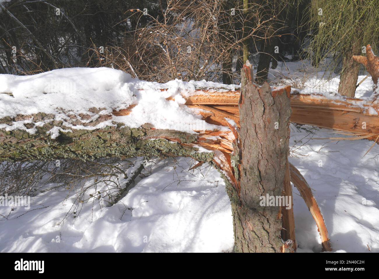 Un arbre tombé a explosé dans une tempête et couvert de neige le long d'un sentier de randonnée dans le Geopark de Banska Stiavnica, Slovaquie Banque D'Images