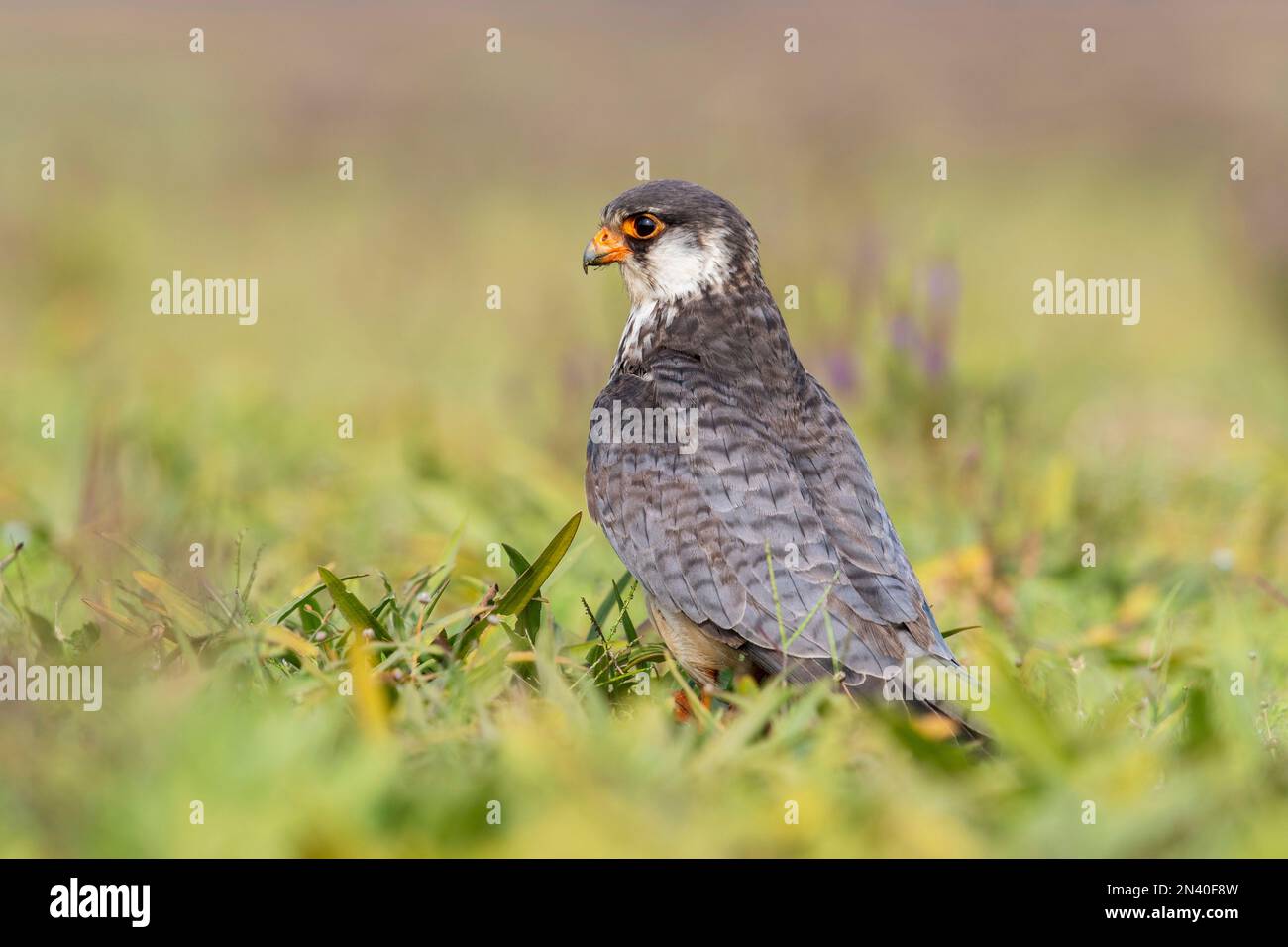 faucon Amur, Falco amurensis.Il se reproduit dans le sud-est de la Sibérie et le nord de la Chine avant de migrer dans de grandes troupeaux à travers l'Inde et au-dessus de l'arabe Banque D'Images