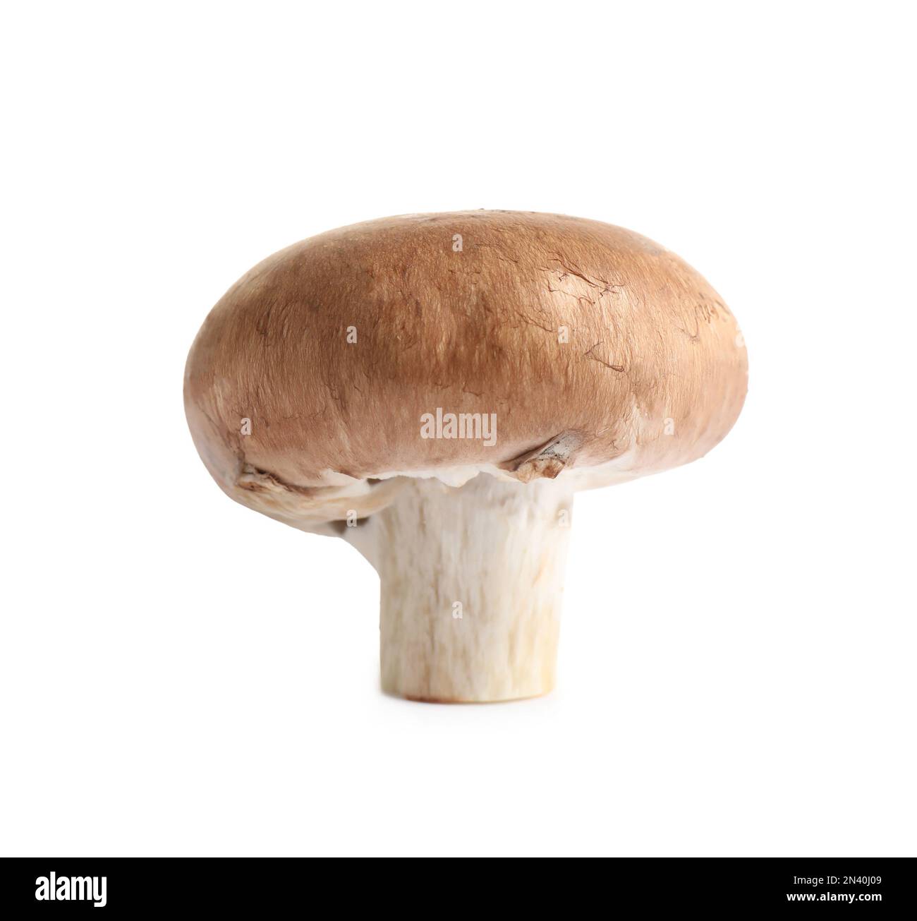 Champignons champagnes entiers frais isolés sur blanc Banque D'Images