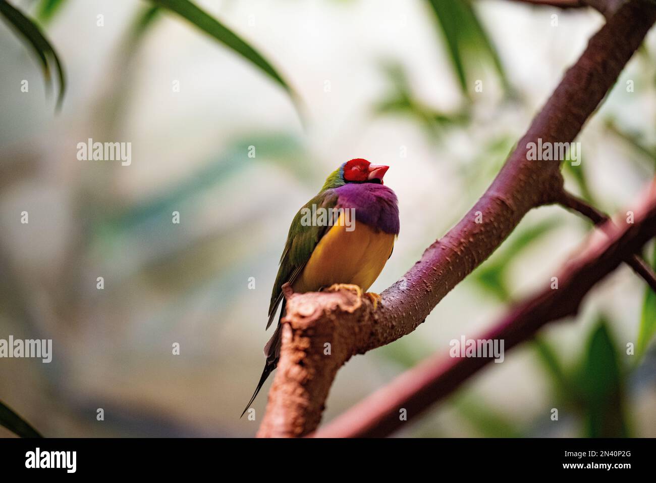 Une vue rapprochée des finches d'un Gould (Chloebia gouldiae) perchées à une branche sur fond flou Banque D'Images