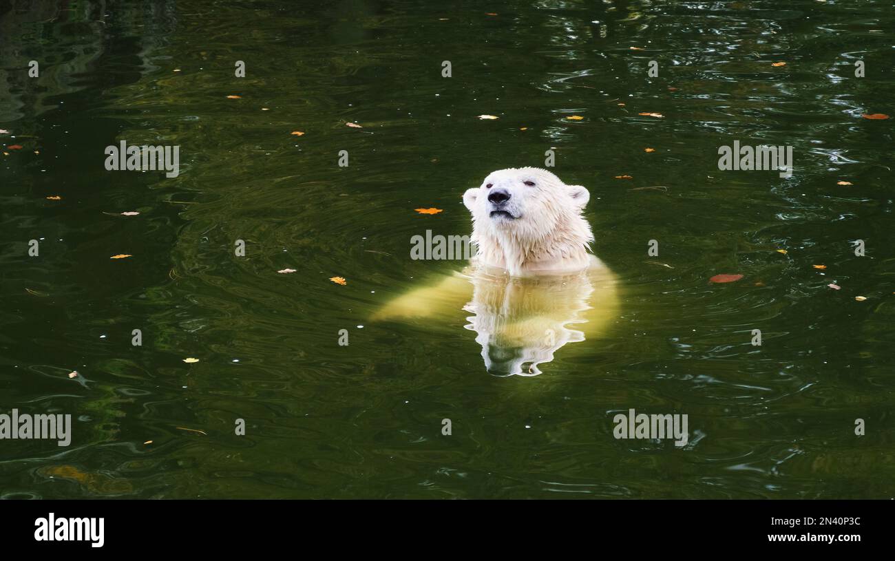 Ours polaire nageant dans la piscine d'eau du zoo d'automne Banque D'Images