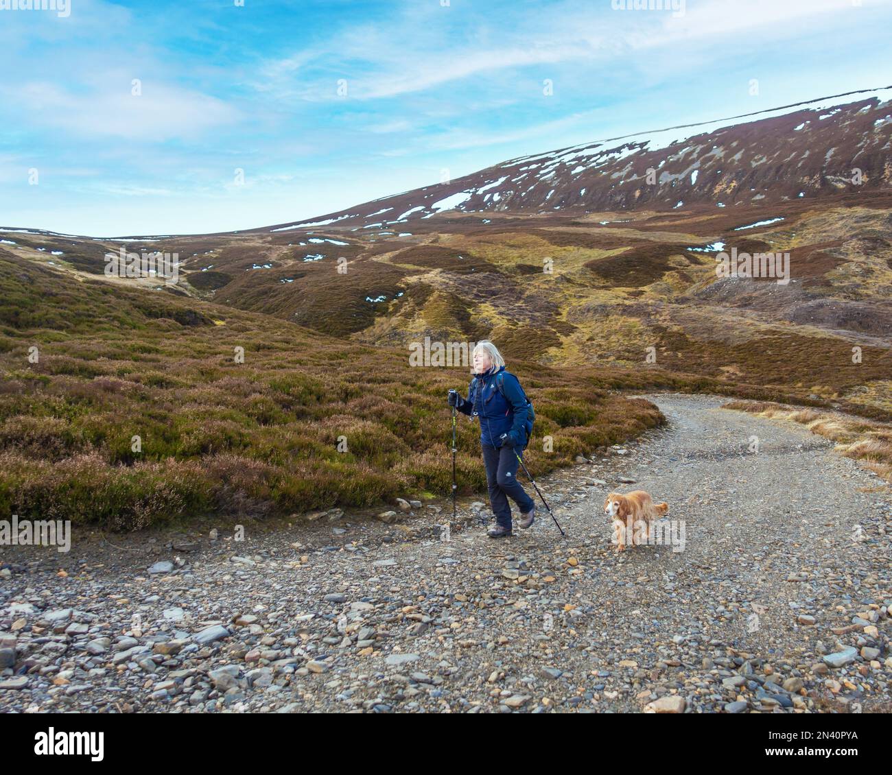 Un marcheur sur le chemin vers le bas de la montagne Corbett de Morrone, ou Morven (vu en arrière-plan) près de Braemar, Aberdeenshire Banque D'Images