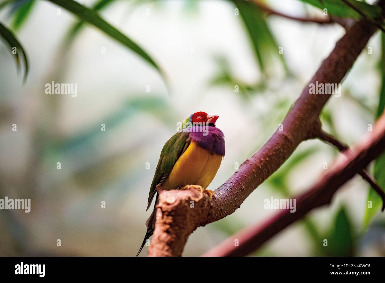Un gros plan d'un finch de Gould (Chloebia gouldiae) perché à une branche sur un fond flou Banque D'Images