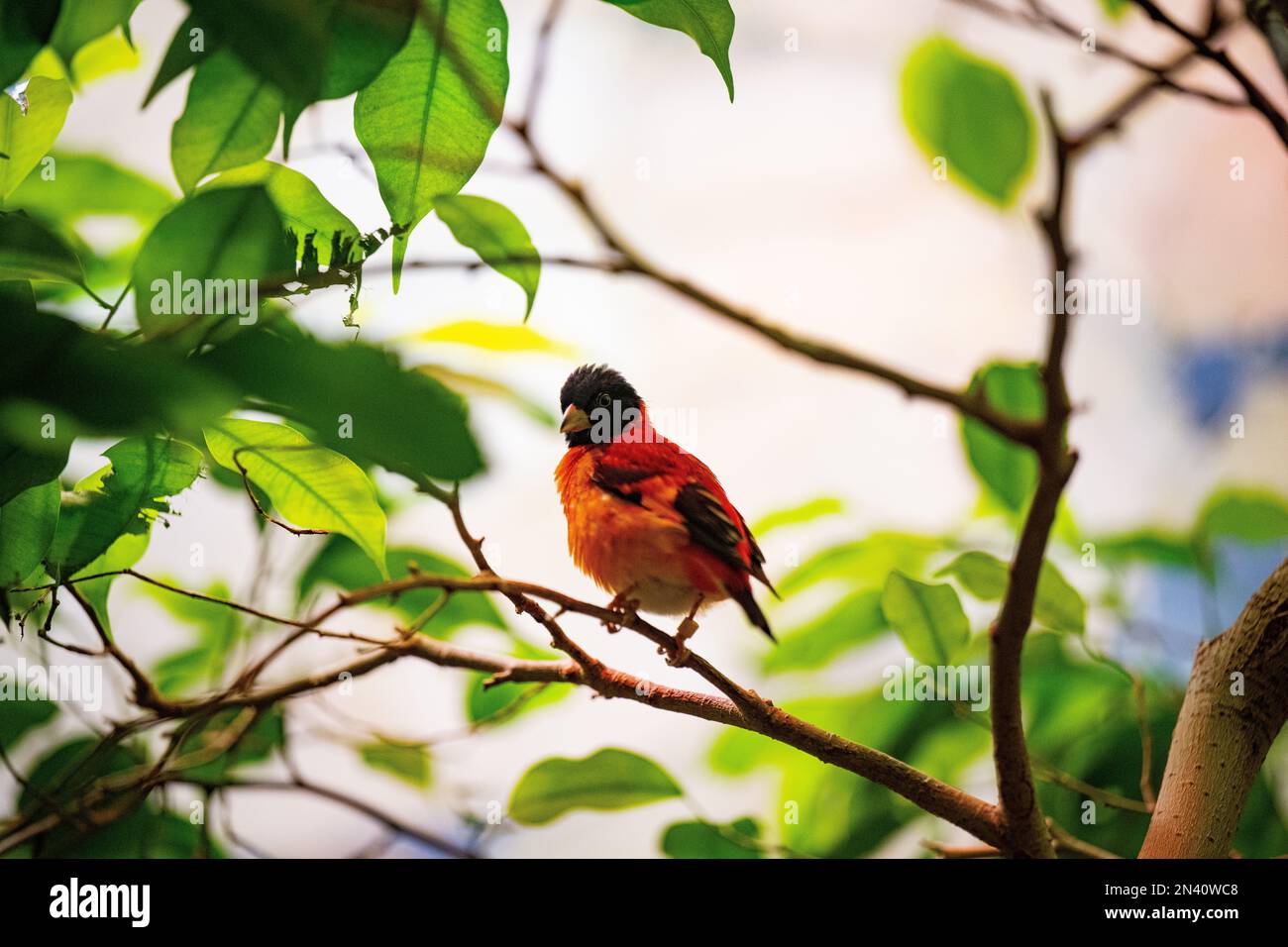 Un gros plan d'un siskin (Spinus cucullatus) perché à une branche sur un arrière-plan flou Banque D'Images