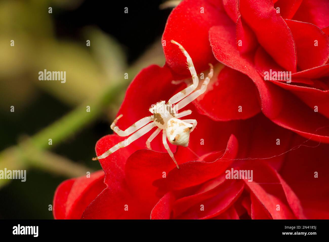 Araignée de crabe blanc, espèce Thomisus, sur fleur rose, Satara, Maharashtra, Inde Banque D'Images