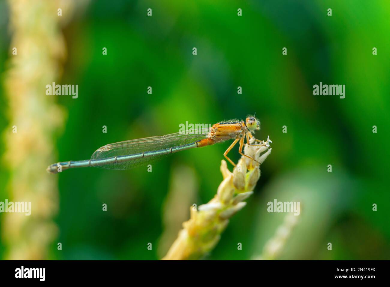Espèce de mouche jaune, Satara, Maharashtra, Inde Banque D'Images