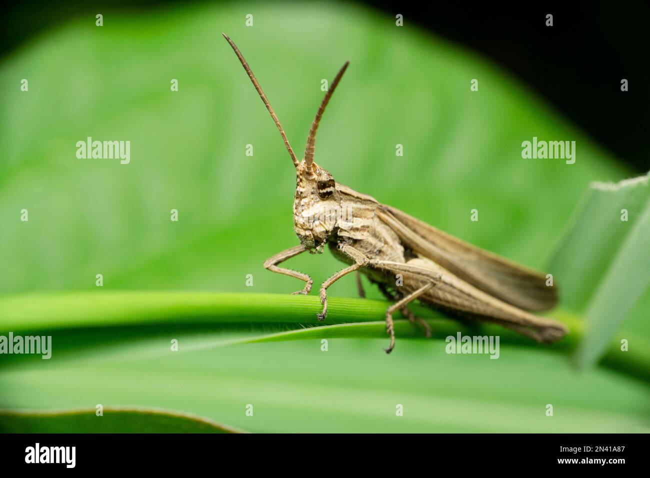 Criquet pèlerin, Locusta migratoria, Satara, Maharashtra, Inde Banque D'Images