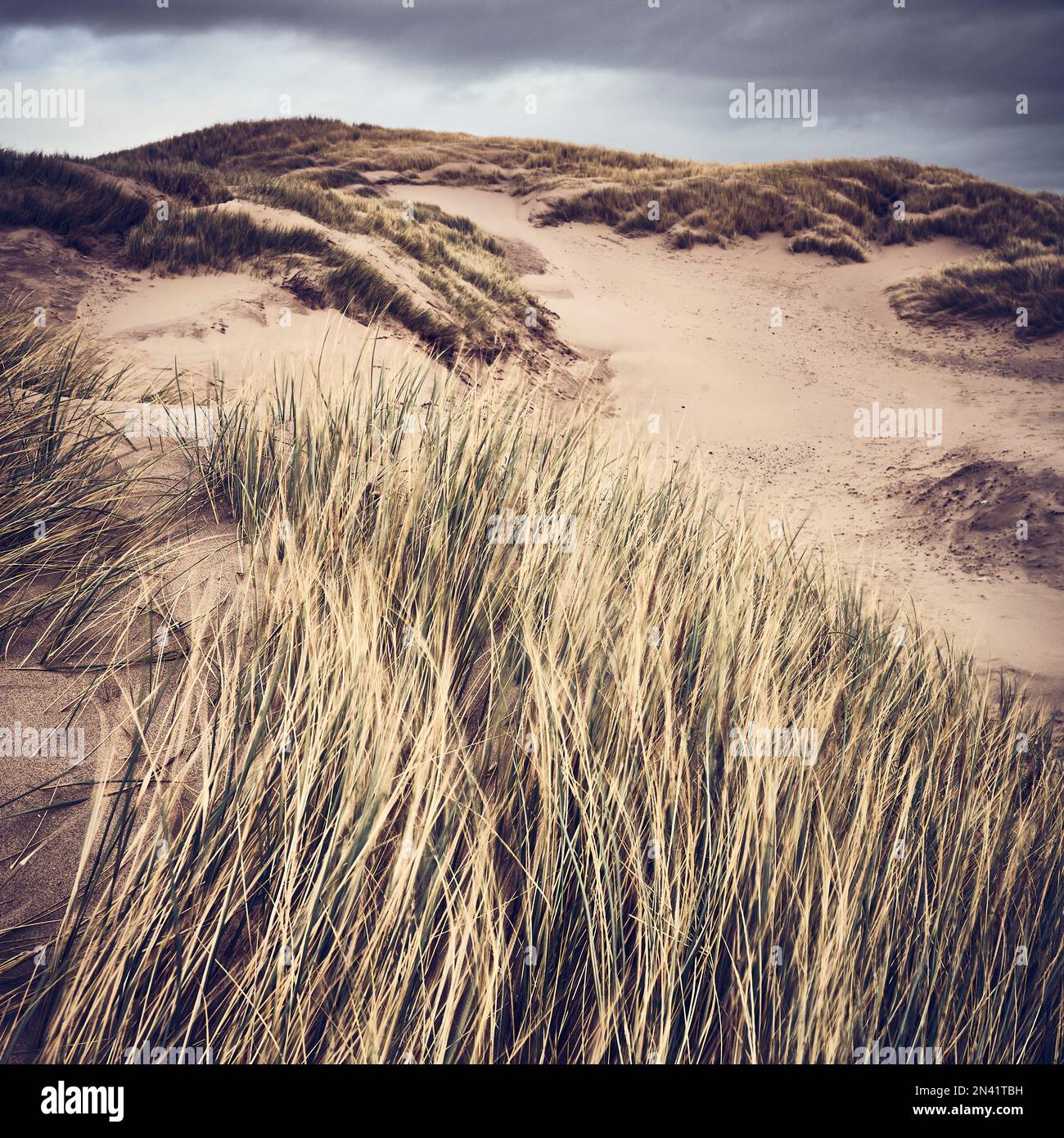 Dunes de sable de la côte de Fylde à St Annes, Lancashire, Royaume-Uni Banque D'Images