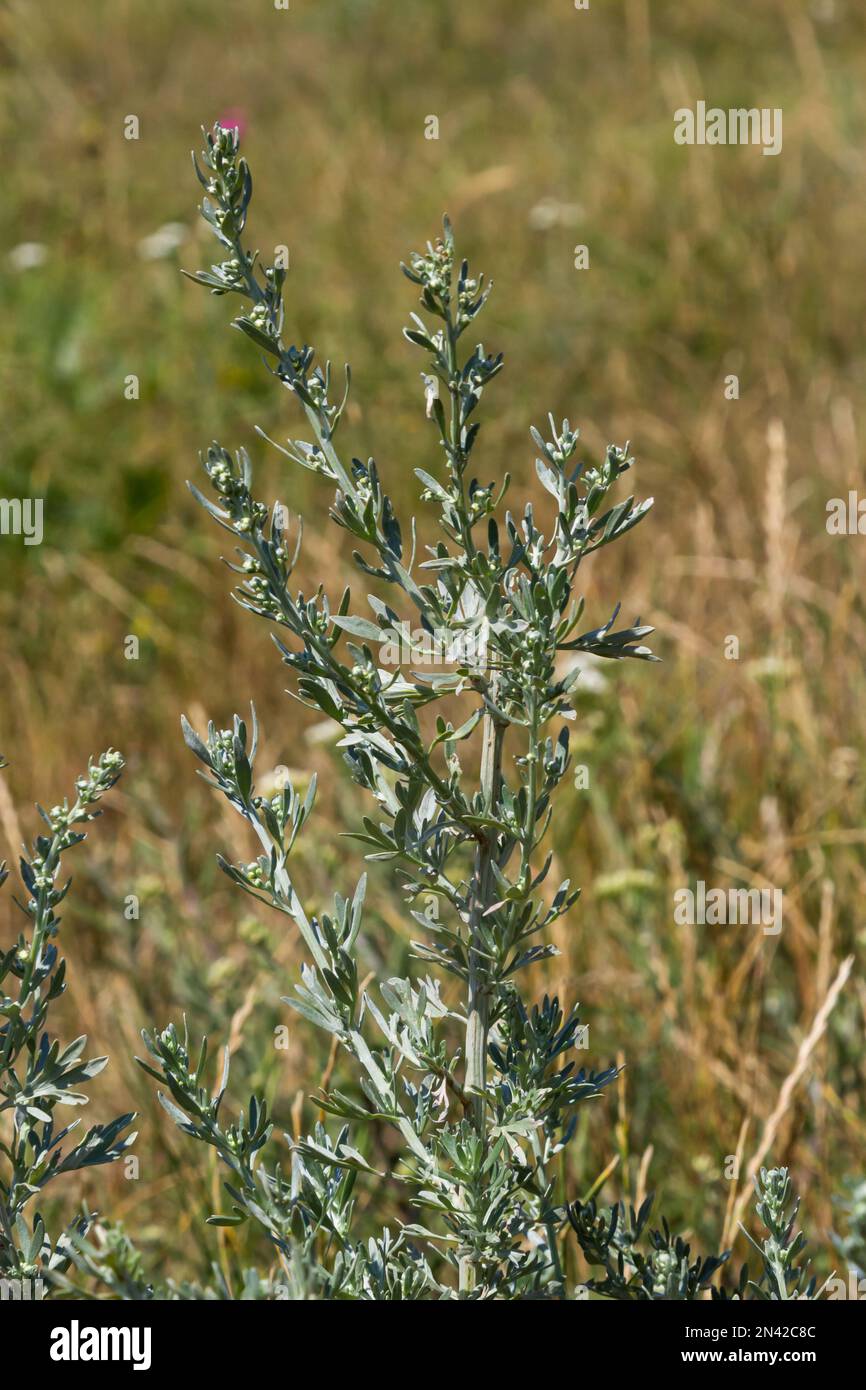 Artemisia absinthium est une plante vivace de la famille des aster.  Médical, alimentaire, phytoncide, huile essentielle, colorant, culture  tanin-portante et insecticide Photo Stock - Alamy