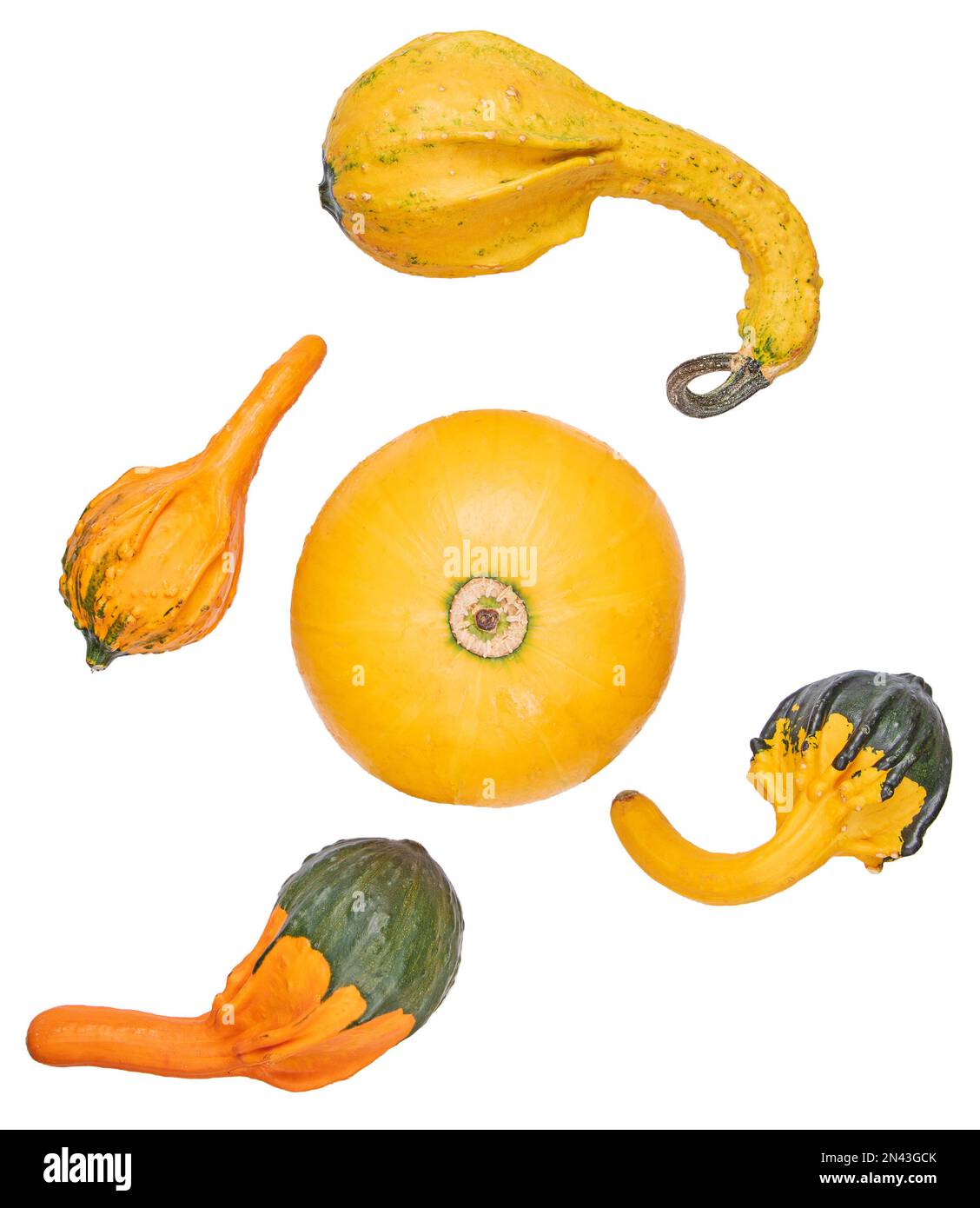 Groupe de mini-citrouilles décoratives multicolores isolat sur fond blanc. Banque D'Images