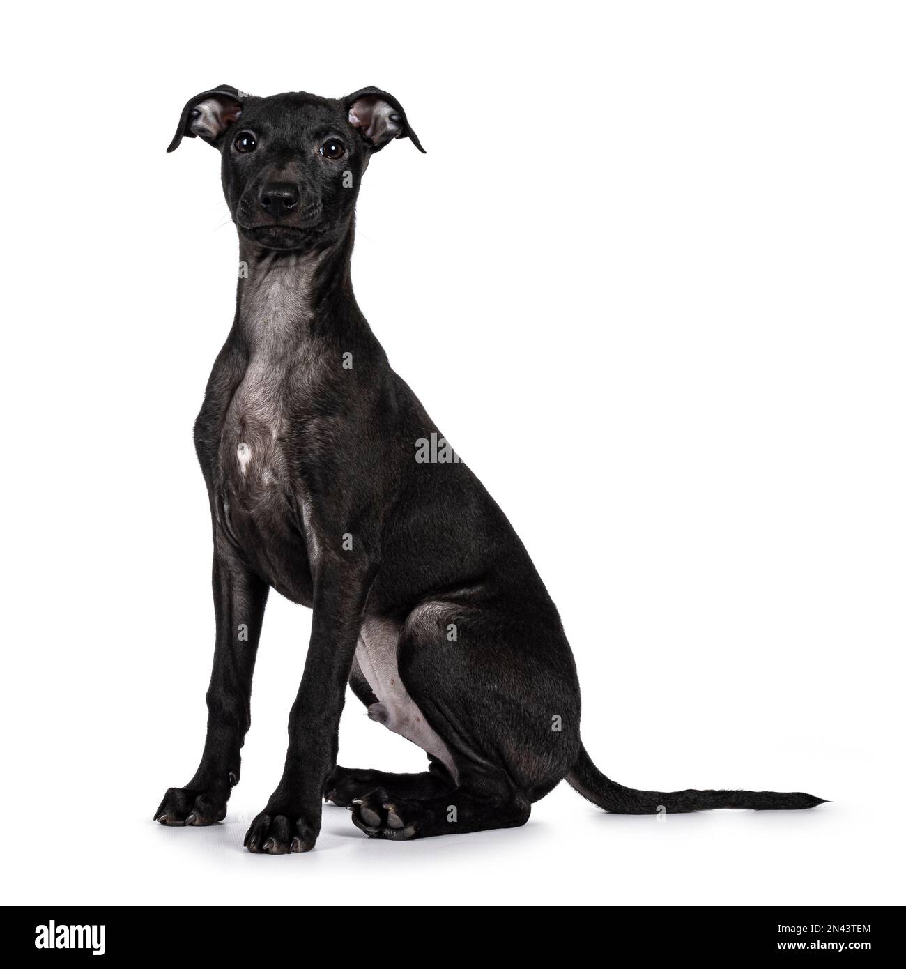 Mignon mâle italien Greyhound aka italien Sighthound pup, assis côtés. regarder directement vers l'appareil photo. Isolé sur un fond blanc. Banque D'Images