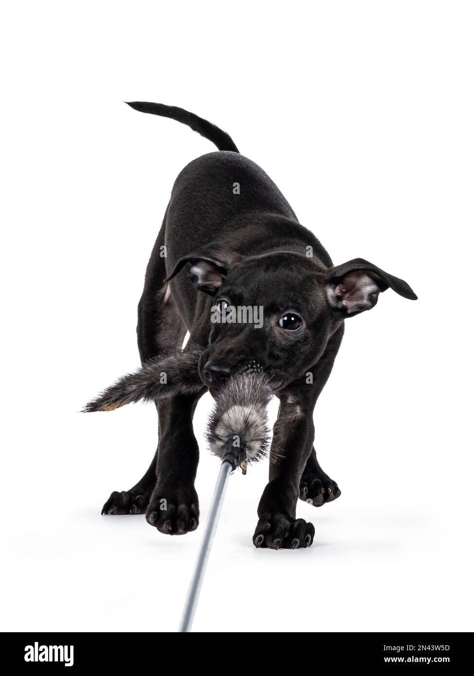Mignon mâle italien Greyhound aka italien Sighthound pup, jouant avec le jouet de fourrure tout en regardant directement à l'appareil photo. Isolé sur un fond blanc. Banque D'Images