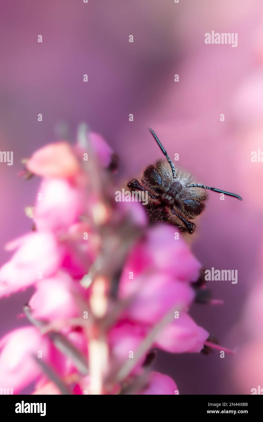 une abeille sur une fleur rose sur un fond rose mat Banque D'Images