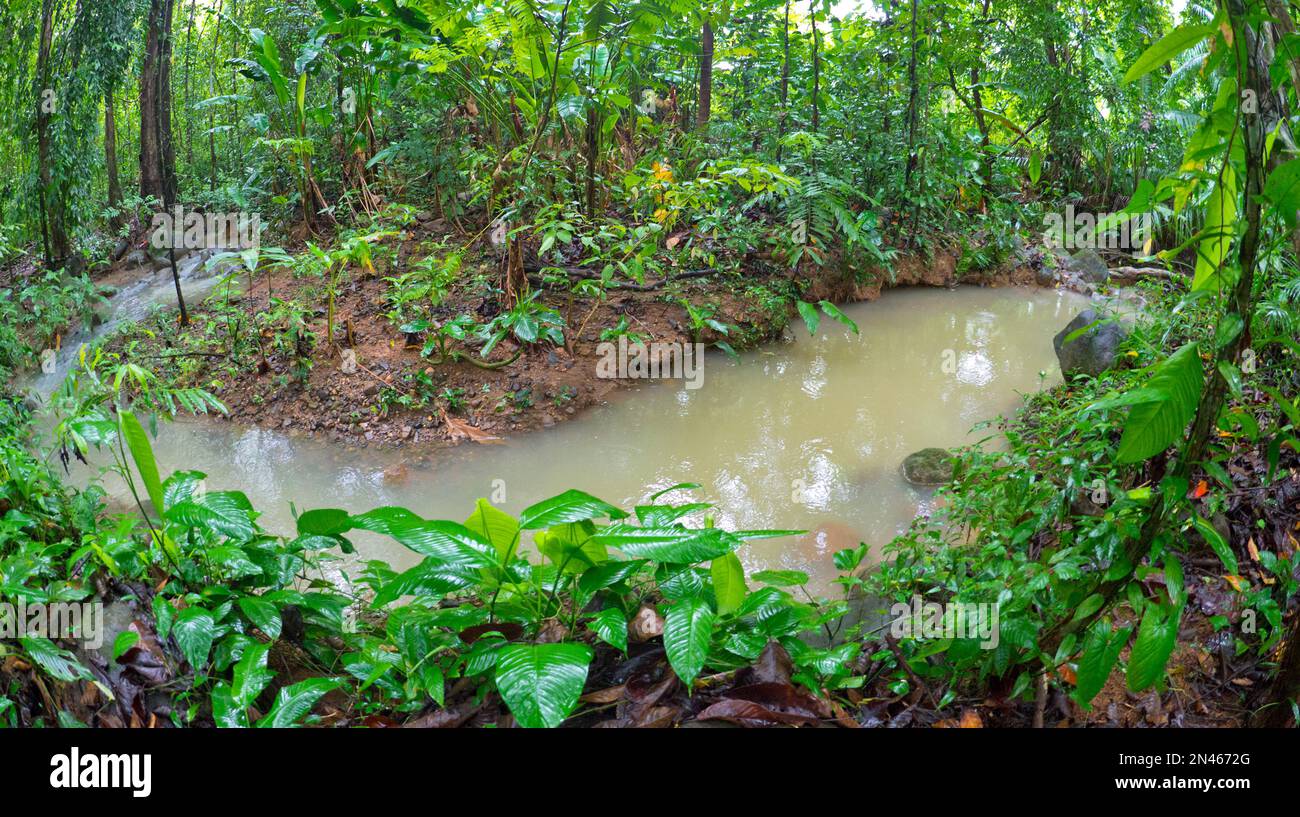 Forêt tropicale, parc national Marino Ballena, Uvita de Osa, Puntarenas, Costa Rica, Amérique Banque D'Images