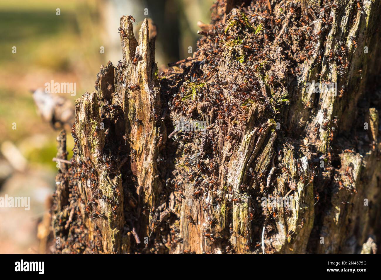 Colonie ANT sur une souche d'arbre Banque D'Images