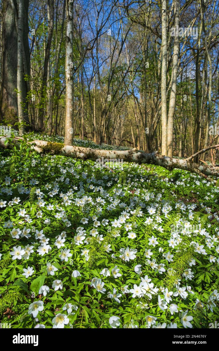 Floraison l'anémone du bois fleurit au printemps dans une forêt Photo Stock  - Alamy