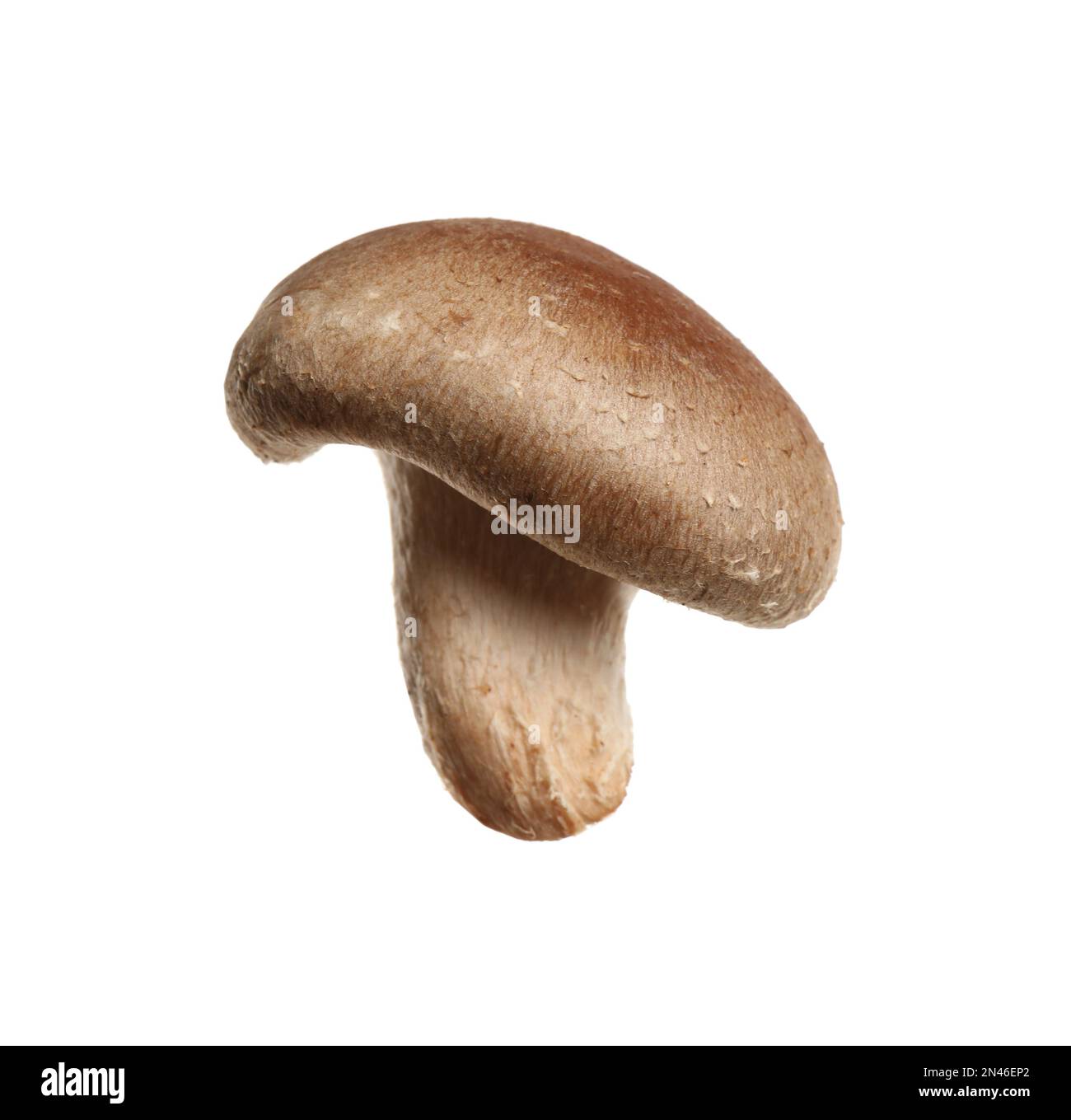 Champignons shiitake frais sauvages isolés sur blanc Banque D'Images