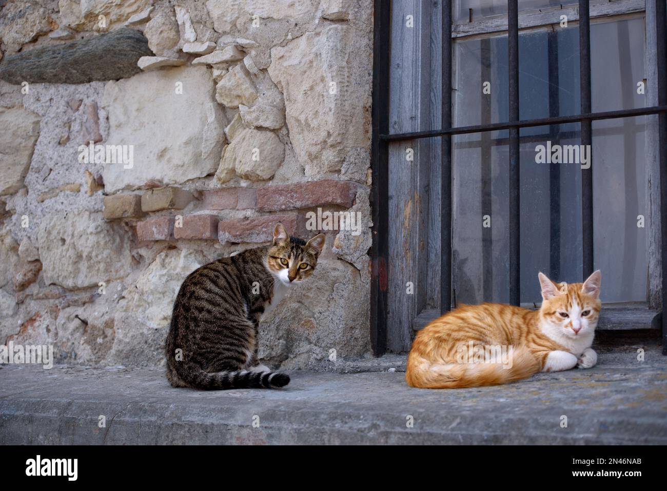 Deux chats sont sur un rebord de fenêtre. Tabby doux chat est assis, beau doux-cheveux rouge chat se trouve sur une fenêtre windowsill. Banque D'Images