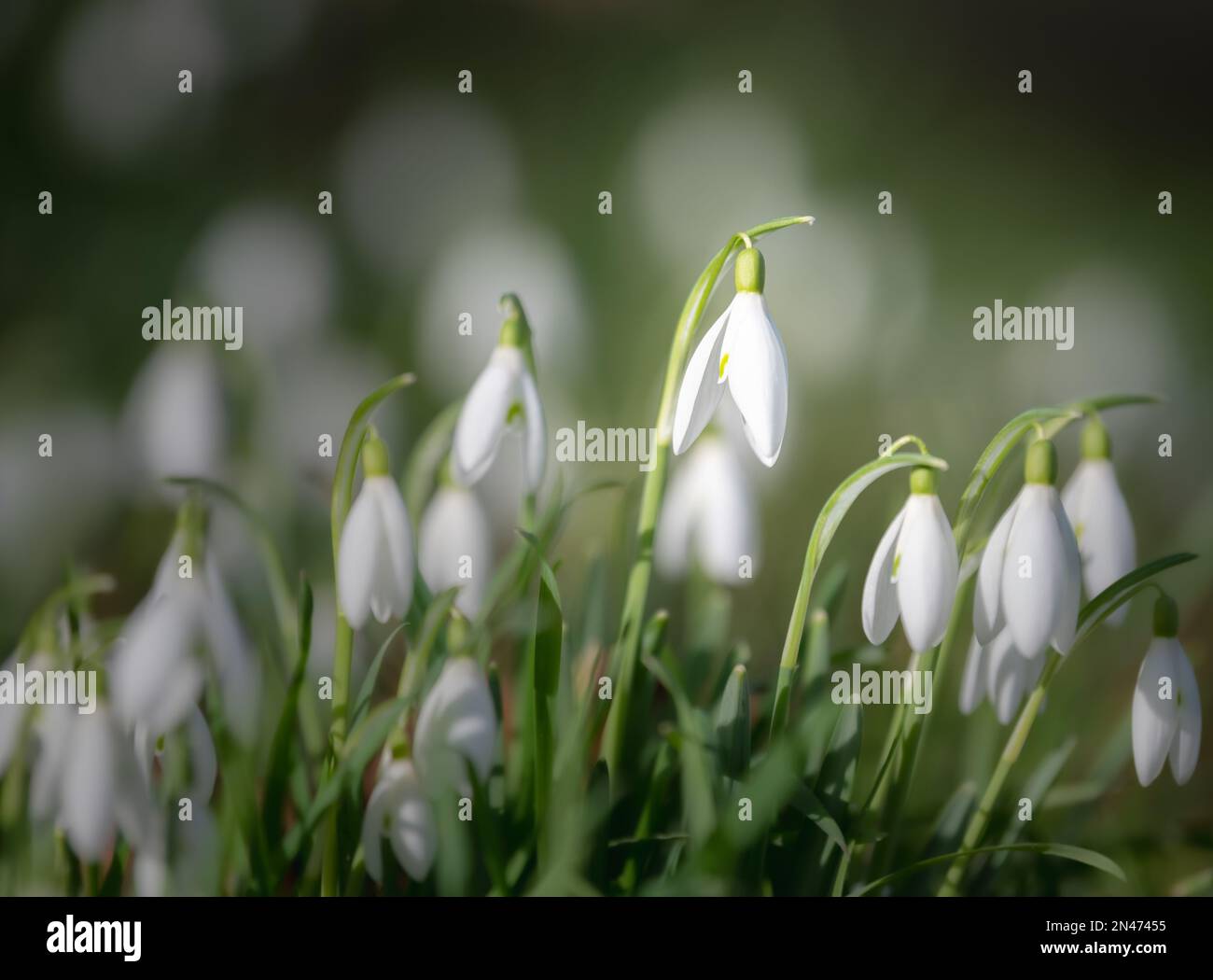 Galanthus (gouttes de neige) à la lumière du matin Banque D'Images