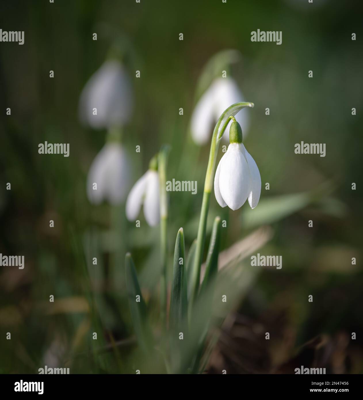 Galanthus (gouttes de neige) à la lumière du matin Banque D'Images