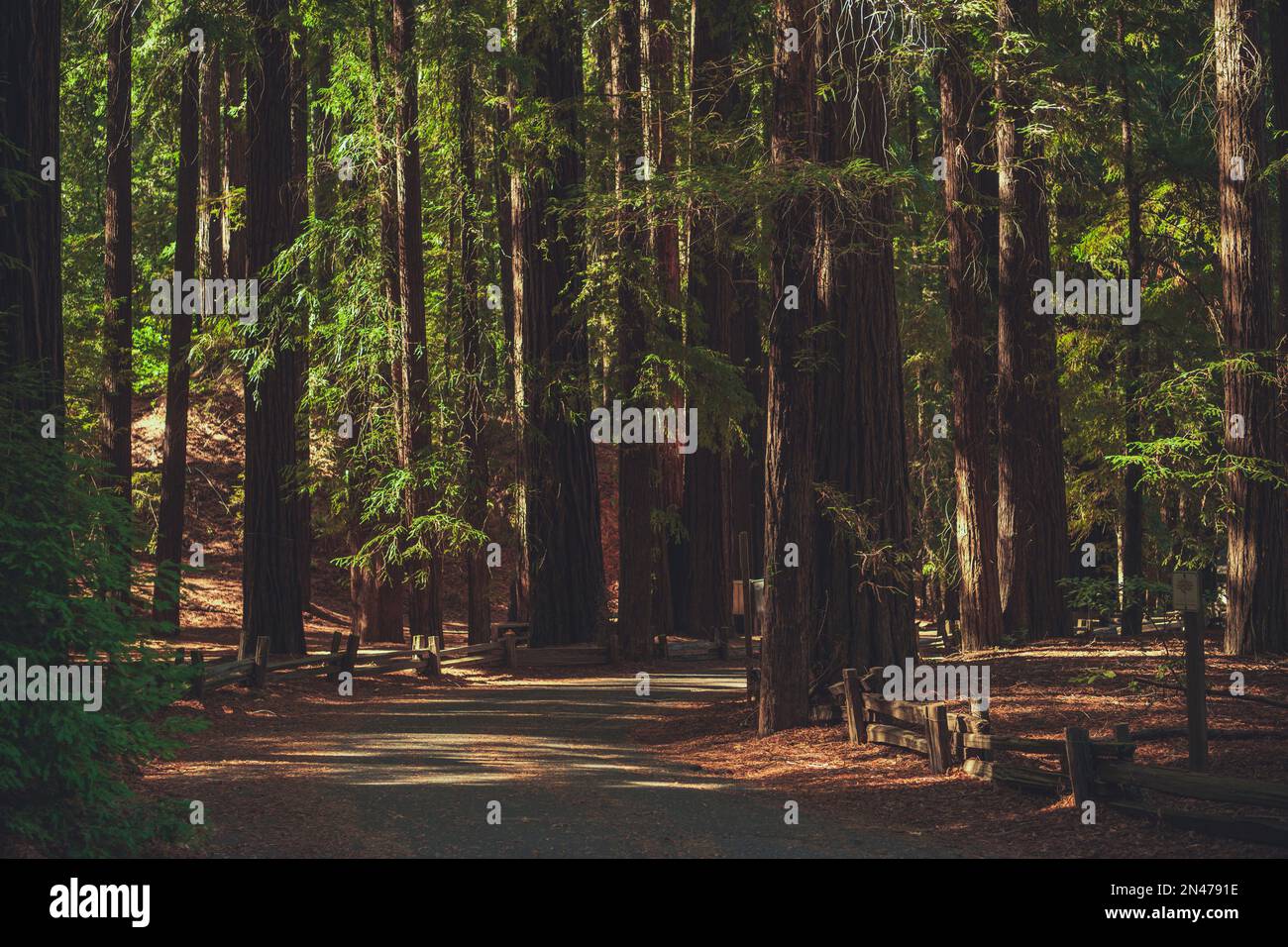 Chemin de la forêt de séquoias de Californie du Nord. Thème pittoresque de la nature des bois. Banque D'Images